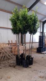 Prachtige groenblijvende (Lei)laurier, Tuin en Terras, Bloeit niet, Leiboom, Ophalen of Verzenden, 250 tot 400 cm