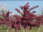 Malus 'Toringo Scarlet' Sierappel, Volle zon, Lente, 250 tot 400 cm, Overige soorten