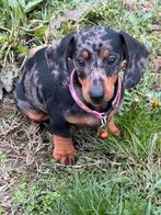 Merle dwergteckel pup, Dieren en Toebehoren, Honden | Teckels en Dashonden, 8 tot 15 weken, Korthaar, Teef, Dwerg