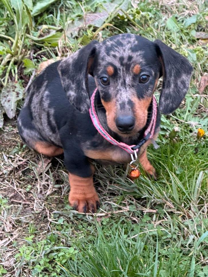Merle dwergteckel pup, Dieren en Toebehoren, Honden | Teckels en Dashonden, Teef, Korthaar, Dwerg, Particulier, Eén hond, Nederland
