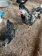 Wyandotte krielkippen, Dieren en Toebehoren, Meerdere dieren, Kip