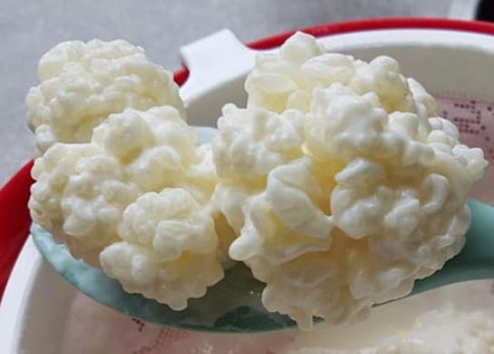 Melkkefir korrels 50 gram vers en actief!, Diversen, Levensmiddelen, Ophalen of Verzenden