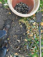 Aardperen, Tuin en Terras, Ophalen, Volle zon