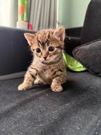 Britse langhaar x eur.korthaar kittens, Meerdere dieren