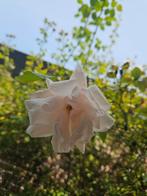 Klimrozen - 3 Struiken Zelf Uitgraven, Ophalen, Volle zon, Vaste plant, Klimplanten