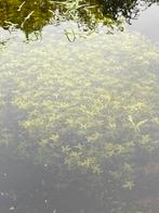 Sterrenkroos - Zuurstofplant voor helder vijverwater, Tuin en Terras, Vijvers, Ophalen of Verzenden, Nieuw