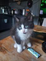 3 hele leuke halve maincoon kittens, Dieren en Toebehoren, Katten en Kittens | Raskatten | Langhaar, Meerdere dieren, Gechipt