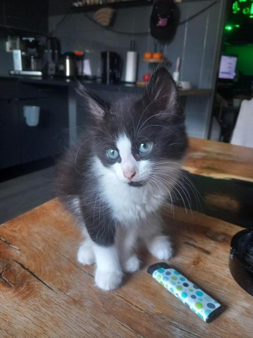 3 hele leuke halve maincoon kittens, Dieren en Toebehoren, Katten en Kittens | Raskatten | Langhaar, Meerdere dieren, 0 tot 2 jaar