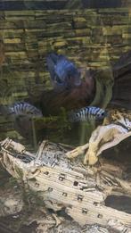 Zebra cichlide jonkies, Dieren en Toebehoren, Vis