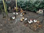 Chabo kippen en hanen diverse kleuren, Dieren en Toebehoren, Pluimvee, Meerdere dieren, Kip
