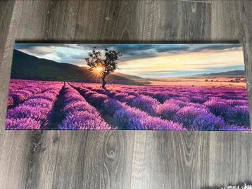 Schilderij lavendelveld glas 80x30 beschikbaar voor biedingen