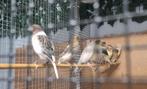 kanaries Harlekijn 2025, Dieren en Toebehoren, Meerdere dieren, Postuurkanarie