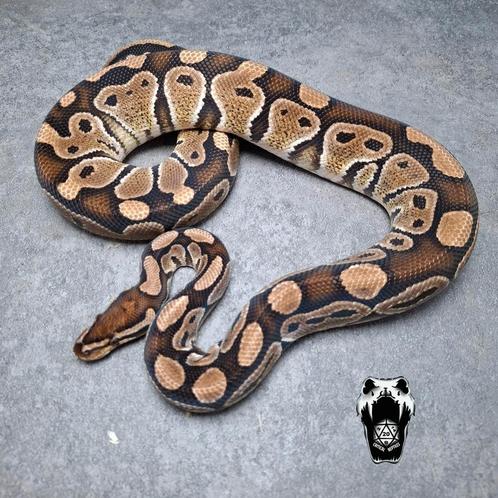 1.0 special het clown Proven breeder (Python regius), Dieren en Toebehoren, Reptielen en Amfibieën, Slang, 3 tot 6 jaar, Tam