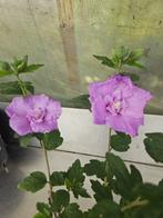 Hibiscus lavender chiffon, Overige soorten, Vaste plant, Ophalen of Verzenden, Halfschaduw