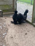 Mooie zijdehoenders, Meerdere dieren, Kip