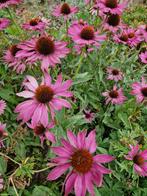 Zonnehoed roze zaden €1., Ophalen of Verzenden, Gehele jaar, Volle zon, Zaad