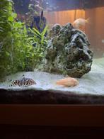 Kubotai Botia / Kettingbotia, Vis, Zoetwatervis