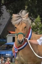 Lieve Fjordenmerrie (12) zoekt gouden plekje – bomproof, Dieren en Toebehoren, Pony's, Merrie, B, Gechipt, 11 jaar of ouder