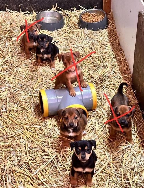 Jackrussel pups mogen het nest verlaten!, Dieren en Toebehoren, Honden | Jack Russells en Terriërs, Meerdere dieren, Jack Russell Terriër