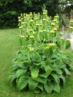 Etage plant bruidstaart plant phlomis russeliana, Overige soorten, Volle zon, Vaste plant, Ophalen of Verzenden
