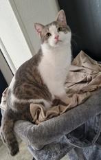 Kat geboren  januari 2025 gecastreerd, Kater, Kortharig, 0 tot 2 jaar