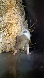Mooie jonge Rex ratjes beschikbaar!, Dieren en Toebehoren, Knaagdieren, Augustus, Meerdere dieren, Rat