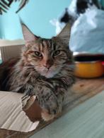 Maine Coon poes van twee jaar, Dieren en Toebehoren, Katten en Kittens | Raskatten | Langhaar, Poes, Gechipt