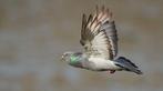 Twee duivinnen gezocht, Dieren en Toebehoren, Vogels | Duiven, Meerdere dieren, Postduif