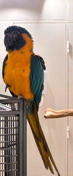 Caninde Blauwkeel ara Pop, Dieren en Toebehoren, Vogels | Parkieten en Papegaaien, Vrouwelijk, Papegaai, Geringd