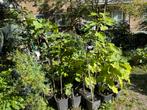 Vijgenboom Ghadanne 1 meter, 2 jaar oud, Tuin en Terras, Planten | Fruitbomen, Lente, Volle zon, 100 tot 250 cm, Vijgenboom