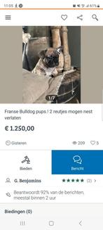 Franse bulldog fraude, Dieren en Toebehoren, CDV (hondenziekte), 8 tot 15 weken, Geslacht onbekend, Bulldog
