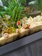 Posthoorn slakken roze, Dieren en Toebehoren, Vissen | Aquariumvissen, Slak of Weekdier, Zoetwatervis, Schoolvis