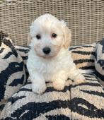 Malitpoo pups, maltezer x toy poedel, Poedel, Nederland, CDV (hondenziekte), 8 tot 15 weken