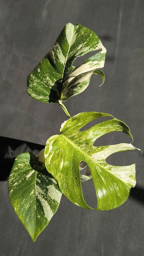 Monstera variegata 3 🌱, Huis en Inrichting, Kamerplanten, Overige soorten, Minder dan 100 cm, Groene kamerplant, Halfschaduw