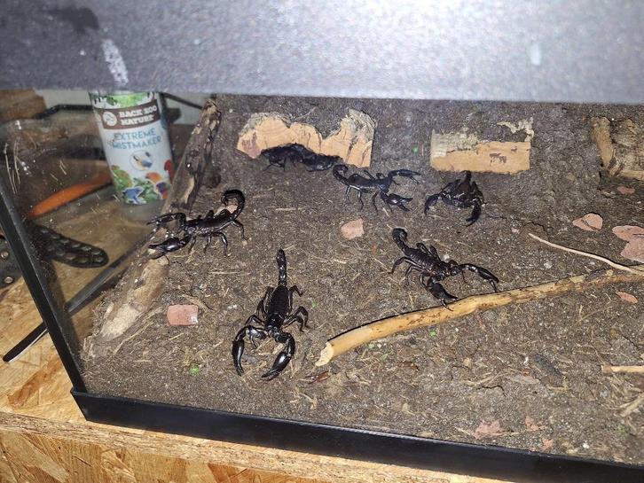 Vietnamese Bosschorpioenen, Dieren en Toebehoren, Overige Dieren, Geslacht onbekend, September