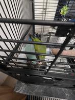 Monniksparkiet met Grasparkiet, Meerdere dieren, Parkiet