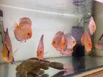 Heel mooie discus vissen, Dieren en Toebehoren, Vissen | Aquariumvissen, Vis, Zoetwatervis, Schoolvis