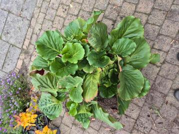 5 grote Schoenlappersplant Bergenia Cordifolia beschikbaar voor biedingen