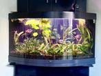 JUWEL TRIGON aquarium 350 liter, Vis, Zoetwatervis