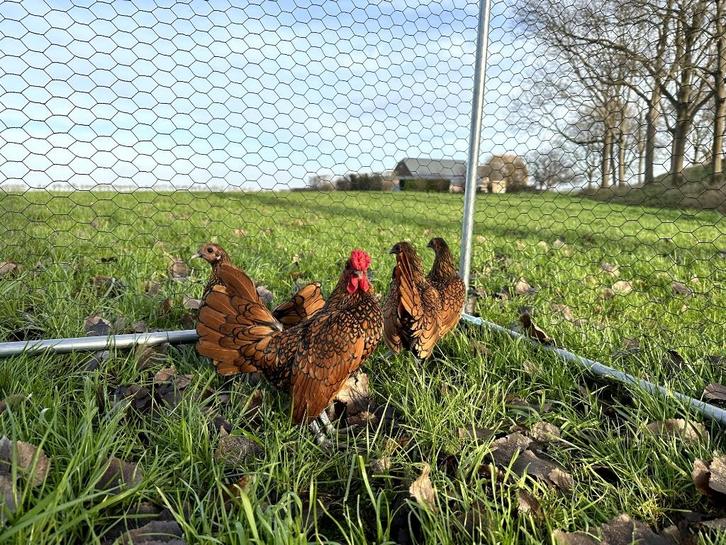 Sebright kippen gesekst, geringd en ingeënt Goudzwartgezoomd, Dieren en Toebehoren, Pluimvee, Kip, Vrouwelijk