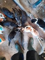 Kittens, Dieren en Toebehoren, Katten en Kittens | Raskatten | Korthaar, Poes