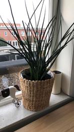 Plant met mandje, Huis en Inrichting, Kamerplanten, Ophalen of Verzenden, Halfschaduw, Minder dan 100 cm