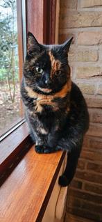 poes, Dieren en Toebehoren, Katten en Kittens | Raskatten | Korthaar, Poes