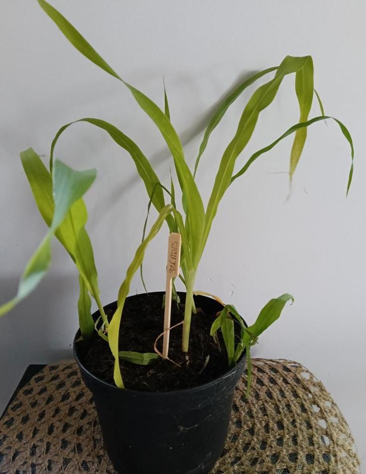 Siermais 🌿Ruil mij!!🌿, Tuin en Terras, Planten | Tuinplanten, Volle zon, Zomer, Ophalen