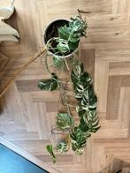 Monstera Deliciosa Variegata, Huis en Inrichting, Groene kamerplant, Ophalen, Halfschaduw, 150 tot 200 cm