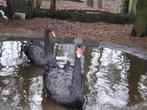 zwarte zwanen, Dieren en Toebehoren, Pluimvee, Meerdere dieren, Gans of Zwaan