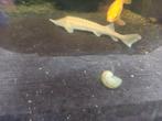 Albino steur 25 cm, Steur
