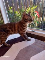 Bengaalse Kittens