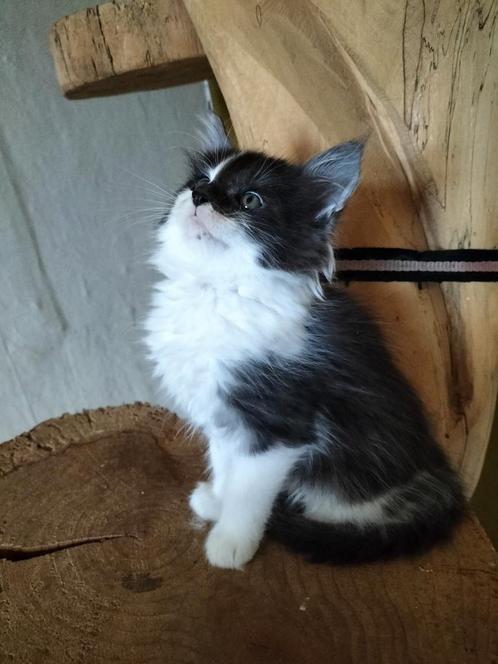 100% Maine Coon kitten, Dieren en Toebehoren, Katten en Kittens | Raskatten | Langhaar, Meerdere dieren, 0 tot 2 jaar, Ontwormd