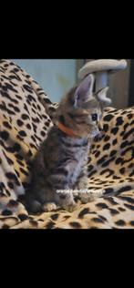 Super mooie kittens, Meerdere dieren, Ontwormd